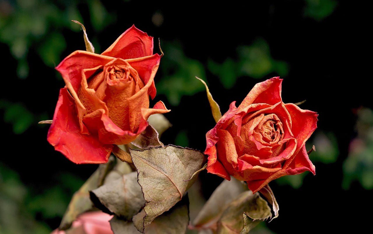 Moc pěkné sušené růže. 